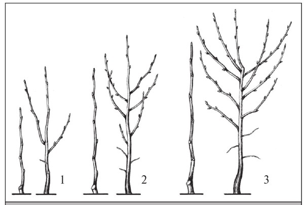Формирование и обрезка садовых деревьев - i_190.jpg