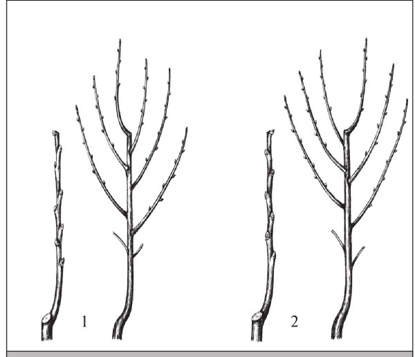 Формирование и обрезка садовых деревьев - i_192.jpg