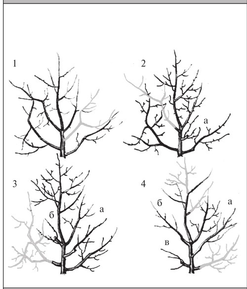 Формирование и обрезка садовых деревьев - i_230.jpg