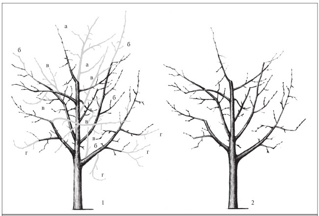 Формирование и обрезка садовых деревьев - i_238.jpg