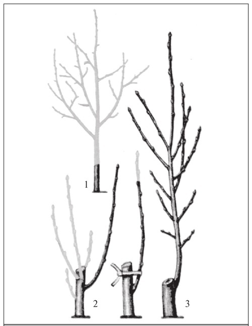 Формирование и обрезка садовых деревьев - i_247.jpg