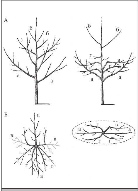 Формирование и обрезка садовых деревьев - i_251.jpg