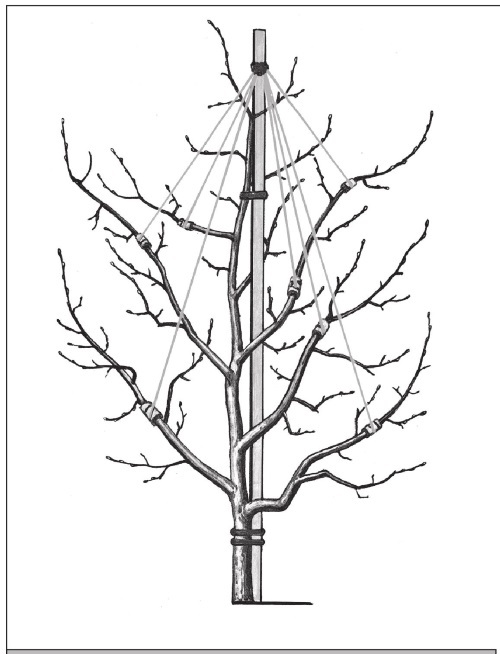 Формирование и обрезка садовых деревьев - i_264.jpg