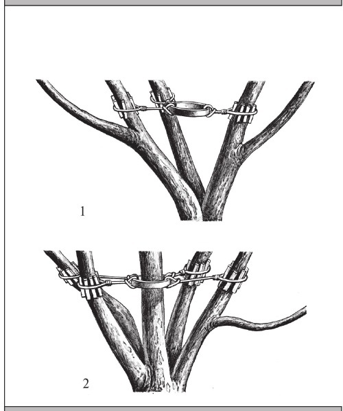 Формирование и обрезка садовых деревьев - i_265.jpg