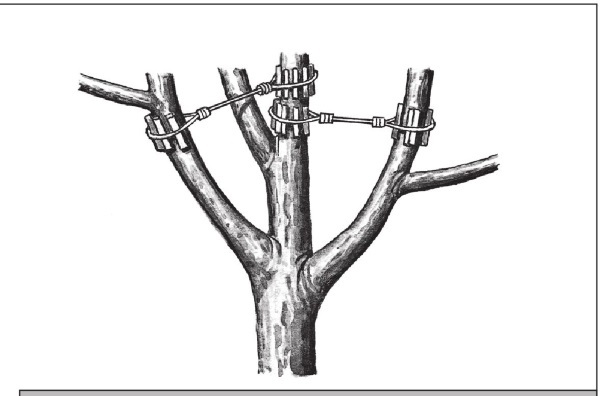 Формирование и обрезка садовых деревьев - i_266.jpg