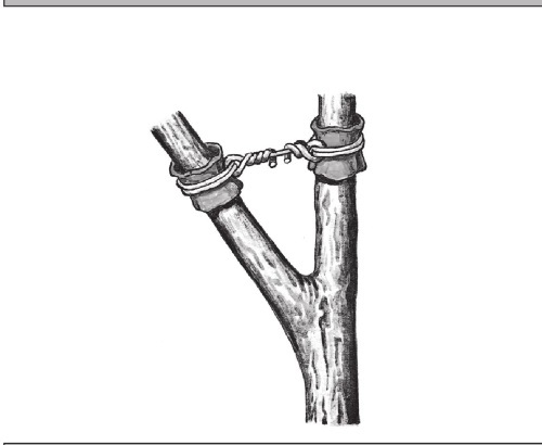 Формирование и обрезка садовых деревьев - i_267.jpg