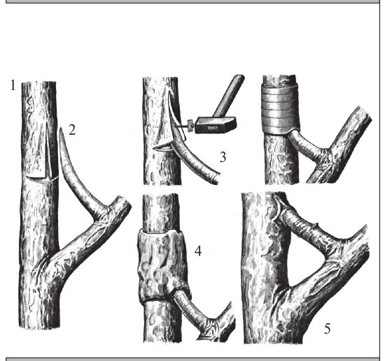 Формирование и обрезка садовых деревьев - i_268.jpg