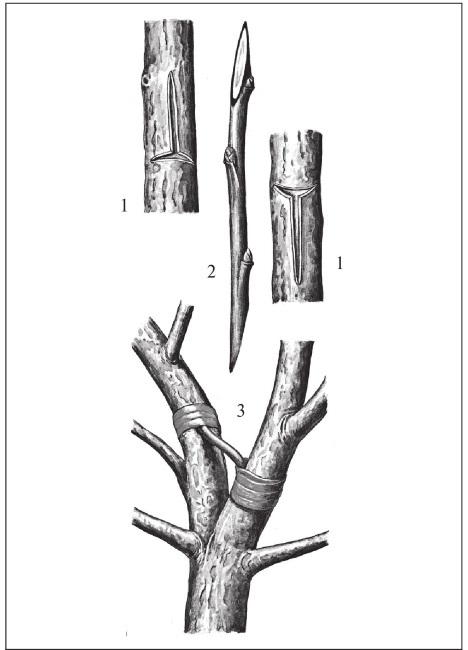 Формирование и обрезка садовых деревьев - i_269.jpg