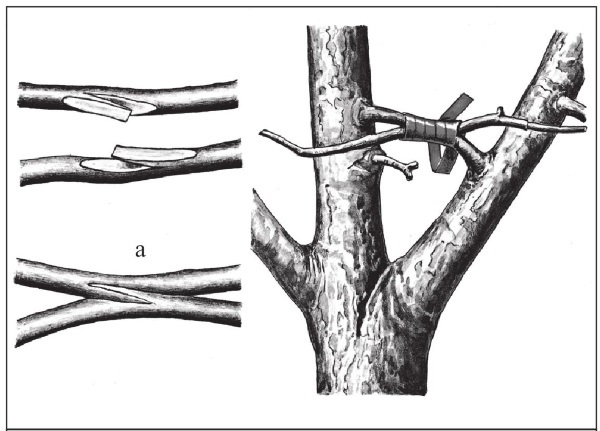 Формирование и обрезка садовых деревьев - i_270.jpg
