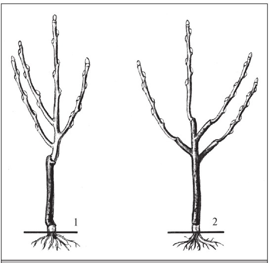 Формирование и обрезка садовых деревьев - i_271.jpg