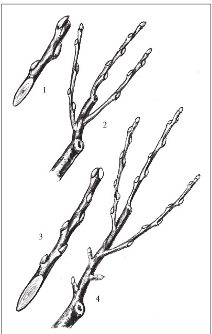 Формирование и обрезка садовых деревьев - i_272.jpg
