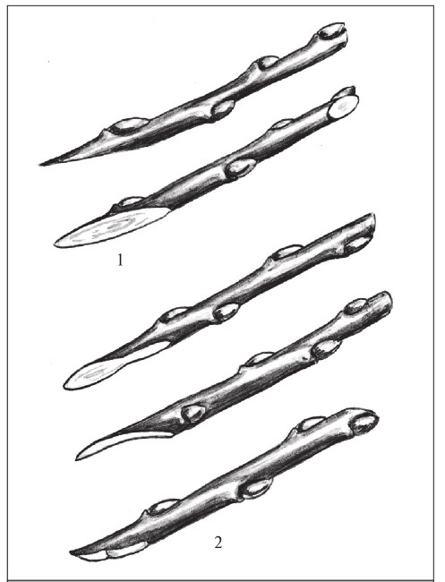 Формирование и обрезка садовых деревьев - i_273.jpg