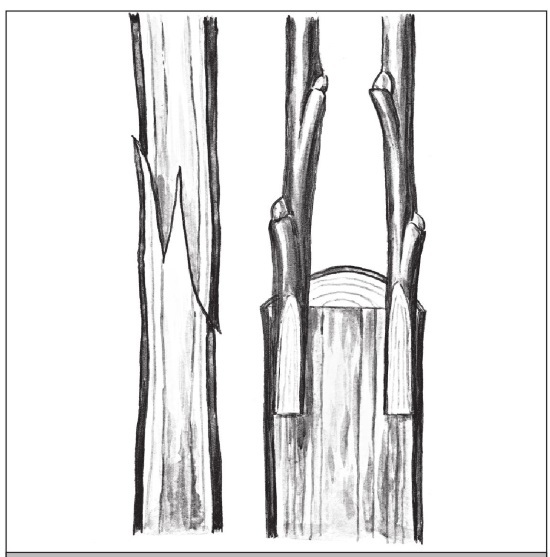 Формирование и обрезка садовых деревьев - i_274.jpg