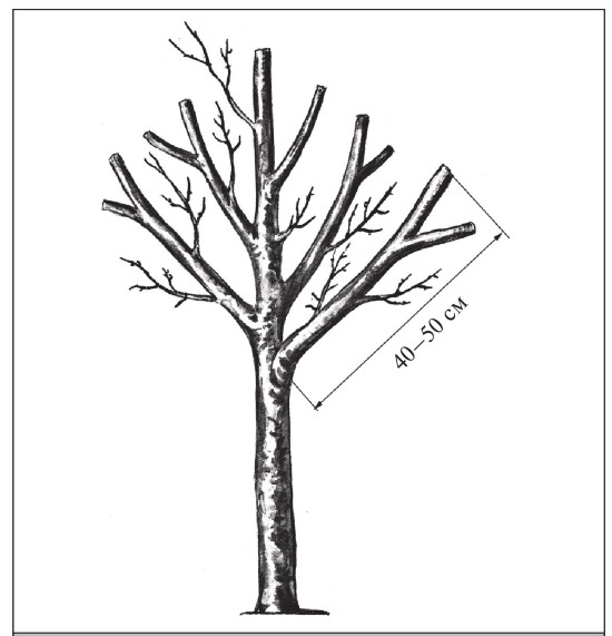 Формирование и обрезка садовых деревьев - i_275.jpg