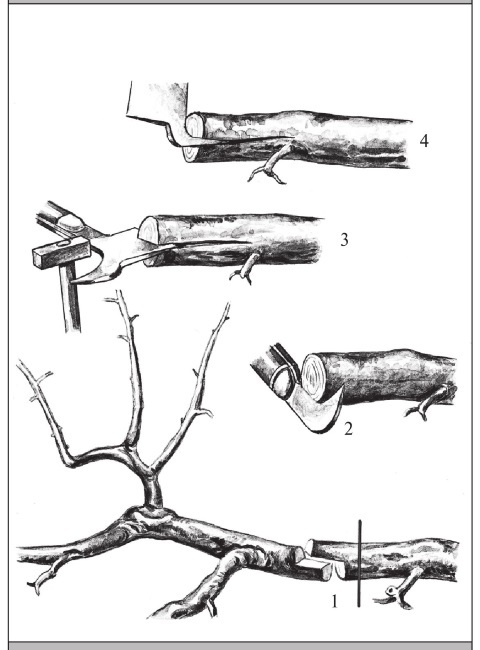 Формирование и обрезка садовых деревьев - i_276.jpg