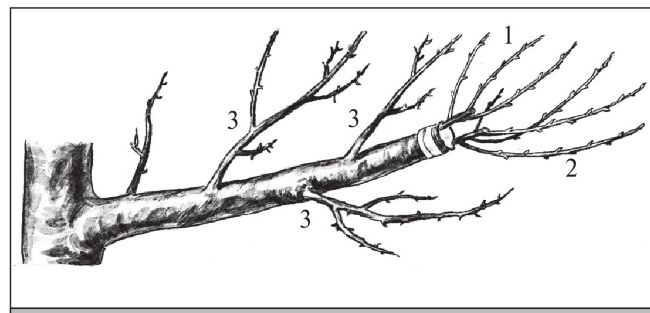 Формирование и обрезка садовых деревьев - i_277.jpg
