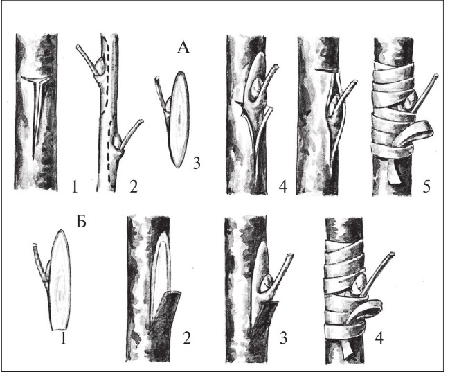 Формирование и обрезка садовых деревьев - i_278.jpg