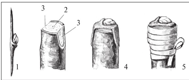 Формирование и обрезка садовых деревьев - i_279.jpg