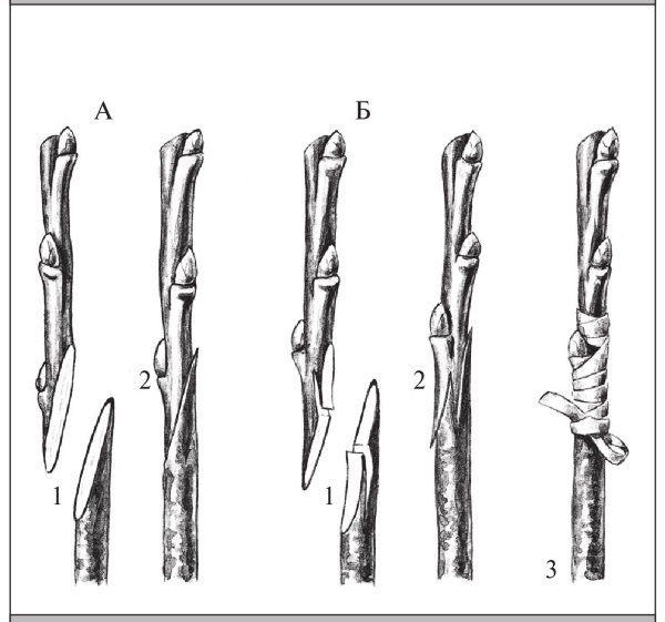 Формирование и обрезка садовых деревьев - i_280.jpg