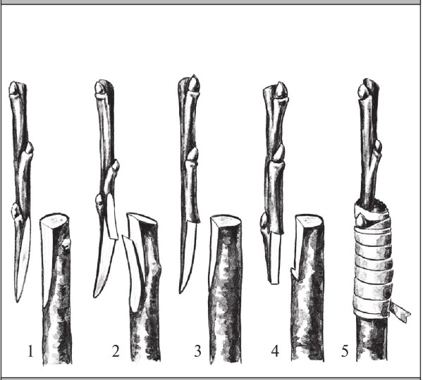 Формирование и обрезка садовых деревьев - i_281.jpg