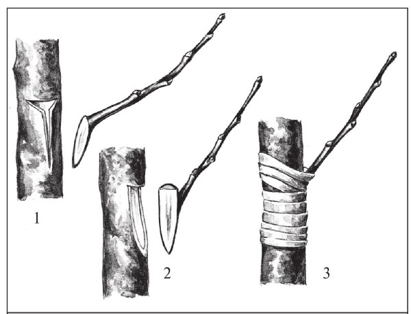 Формирование и обрезка садовых деревьев - i_282.jpg