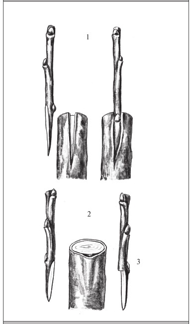 Формирование и обрезка садовых деревьев - i_283.jpg