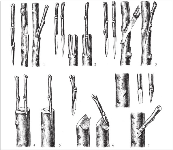 Формирование и обрезка садовых деревьев - i_284.jpg