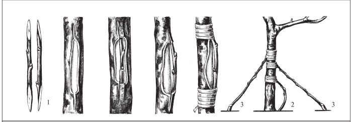 Формирование и обрезка садовых деревьев - i_285.jpg