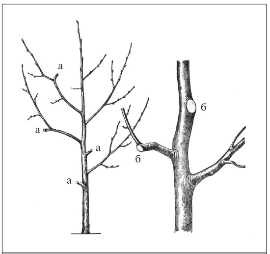 Формирование и обрезка садовых деревьев - i_297.jpg