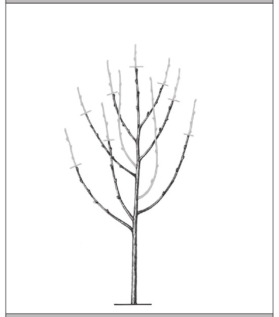 Формирование и обрезка садовых деревьев - i_298.jpg
