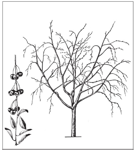 Формирование и обрезка садовых деревьев - i_299.jpg