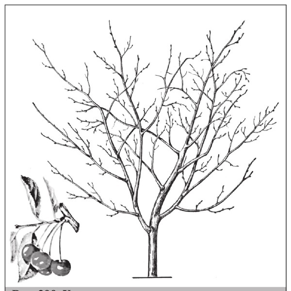 Формирование и обрезка садовых деревьев - i_300.jpg