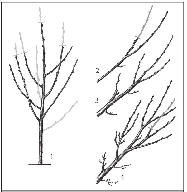 Формирование и обрезка садовых деревьев - i_301.jpg