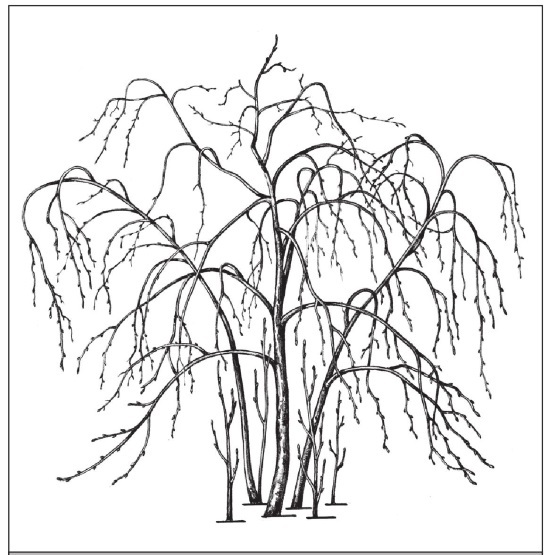 Формирование и обрезка садовых деревьев - i_302.jpg