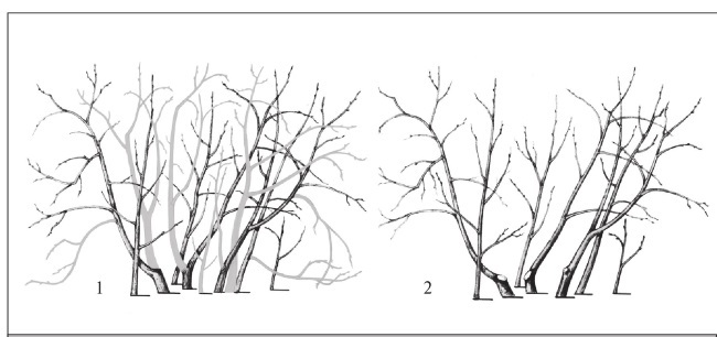 Формирование и обрезка садовых деревьев - i_303.jpg