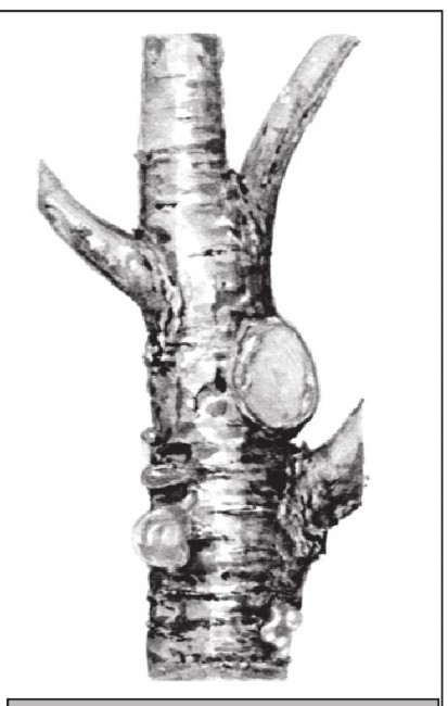 Формирование и обрезка садовых деревьев - i_304.jpg