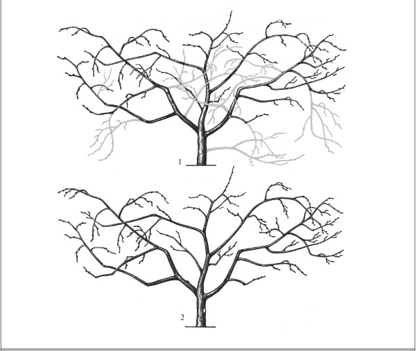 Формирование и обрезка садовых деревьев - i_305.jpg