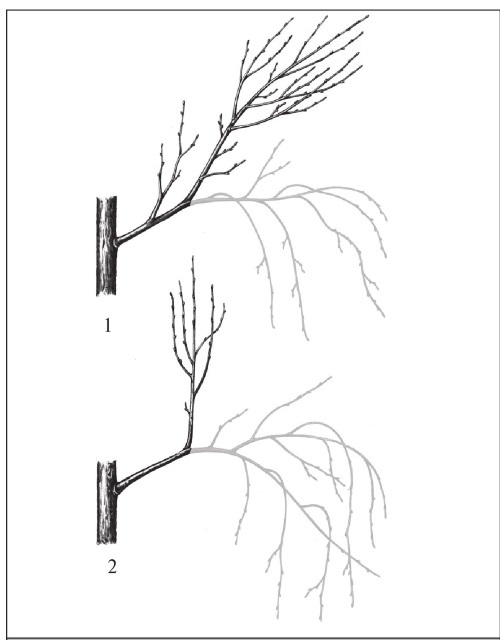 Формирование и обрезка садовых деревьев - i_306.jpg