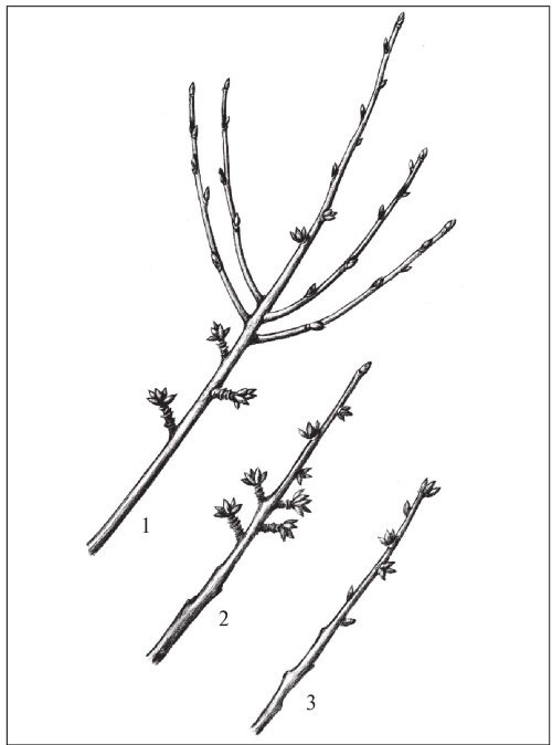 Формирование и обрезка садовых деревьев - i_307.jpg