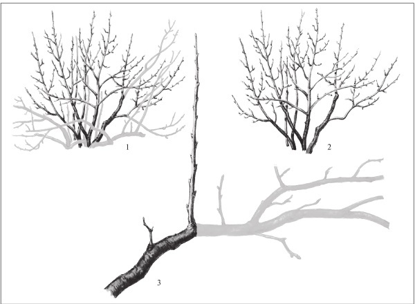 Формирование и обрезка садовых деревьев - i_331.jpg