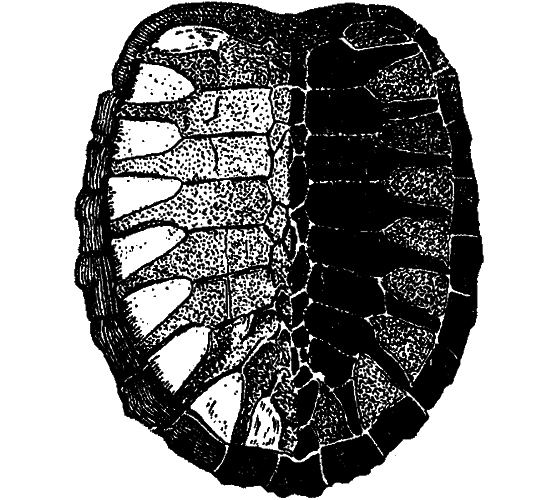 Жизнь охотника за ископаемыми - i_033.png