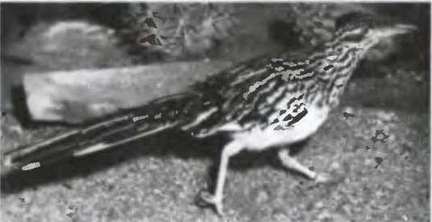 Знание - сила, 2005 № 09 (939) - _78.jpg