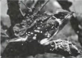 Знание - сила, 2005 № 09 (939) - _79.jpg