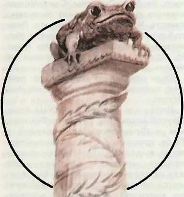 Соседи по планете Земноводные и пресмыкающиеся - i_082.jpg