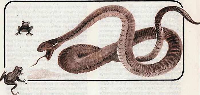 Соседи по планете Земноводные и пресмыкающиеся - i_089.jpg