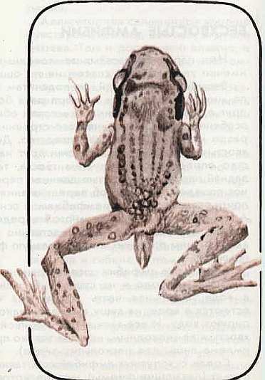 Соседи по планете Земноводные и пресмыкающиеся - i_106.jpg