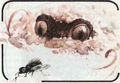 Соседи по планете Земноводные и пресмыкающиеся - i_109.jpg