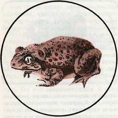 Соседи по планете Земноводные и пресмыкающиеся - i_110.jpg