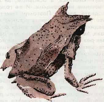 Соседи по планете Земноводные и пресмыкающиеся - i_111.jpg