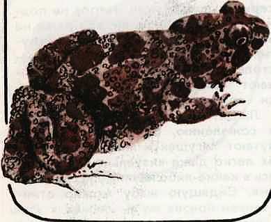 Соседи по планете Земноводные и пресмыкающиеся - i_112.jpg